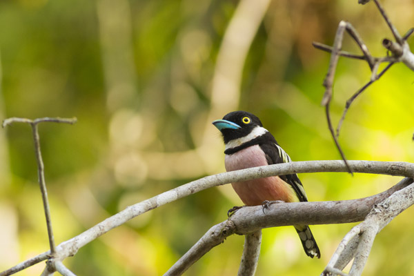 Black & yellow broadbill