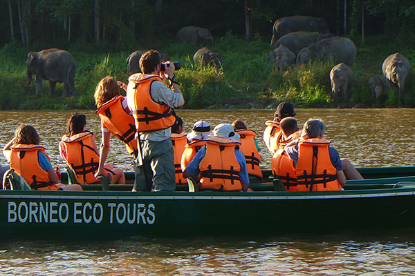 Guests wildlife sighting of Pygmy elephants from Sukau Rainforest Lodge boat