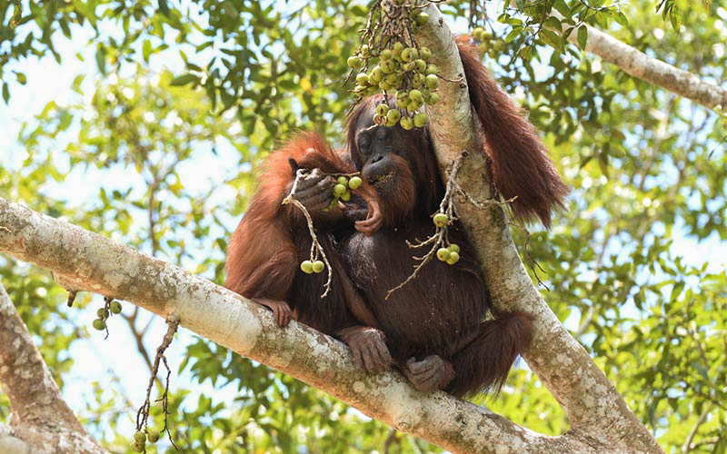 Orang Utan eating local fruits from tree top