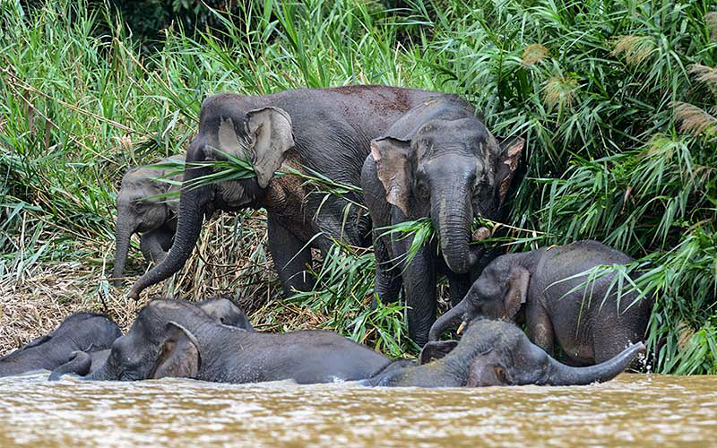 Group of Elephants on the Kinabatangan riverside