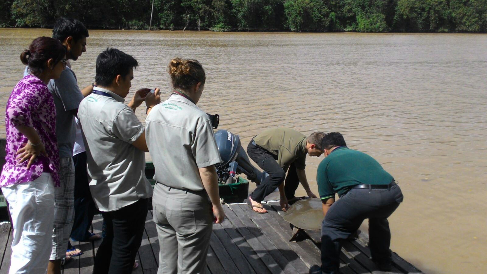 Soft Shell Turtle is Released Back to the Kinabatangan River