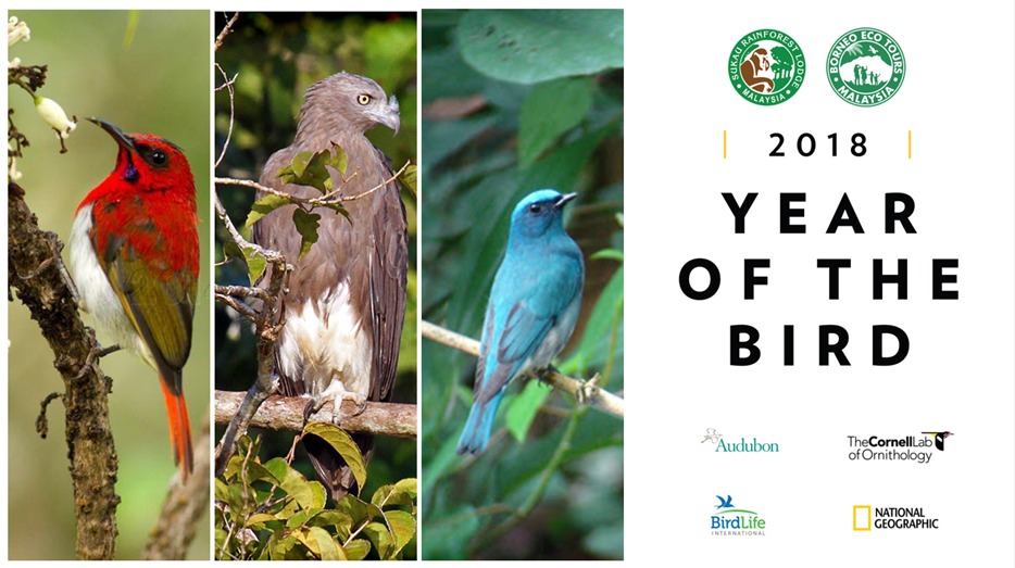 Sukau Rainforest Lodge Celebrates the Year of the Bird 2018