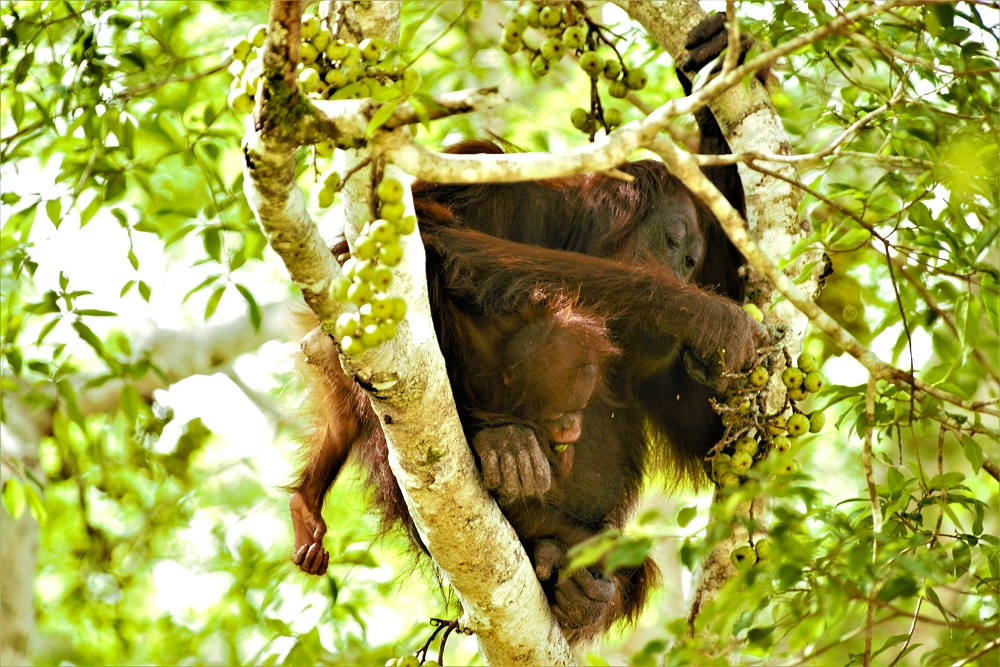 Meet the Resident Orangutans of Sukau Rainforest Lodge