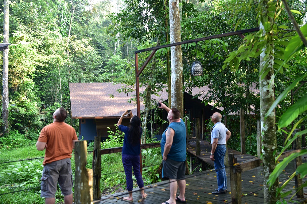 Tourists sighting Sukau Rainforest Lodge's resident orang utans named Lucky and Day