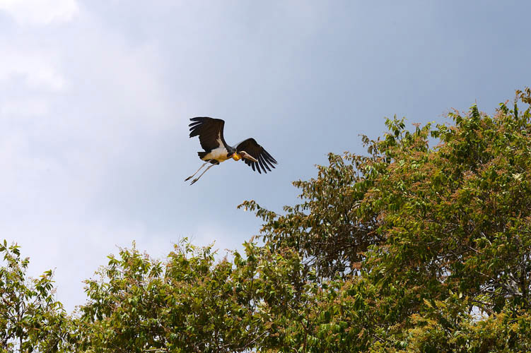 A stork flying over the Kinabatangan river