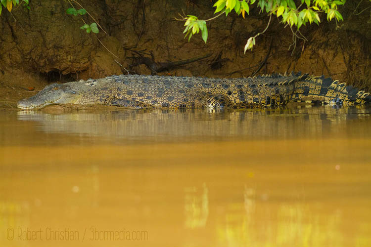 Crocodile basking in the Sun along the Kinabatangan River