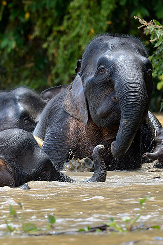 A group of pygmy elephants swimming at the Kinabatangan River