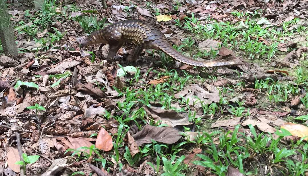 Endangered Pangolin Rescued From Illegal Wildlife Traders in Lahad Datu And Released Back Into the Wild in Sukau