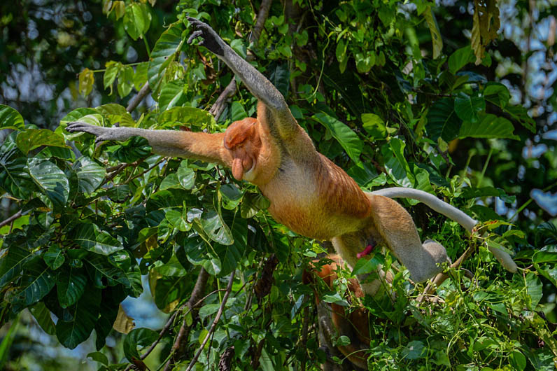 Proboscis monkey jumping from one tree branch to another
