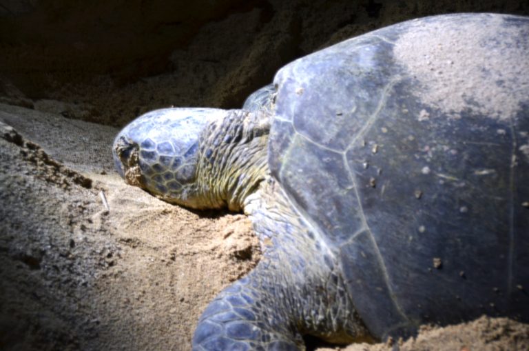 Green turtle nesting to lay its eggs at the Selingan island beach