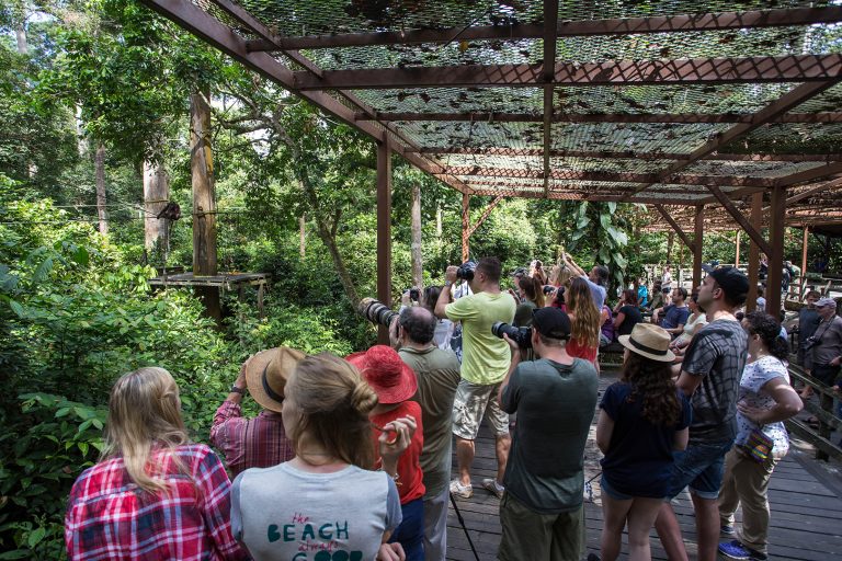 Tourists taking looking at an Orangutan at the Sepilok Orangutan Rehabilitation Center