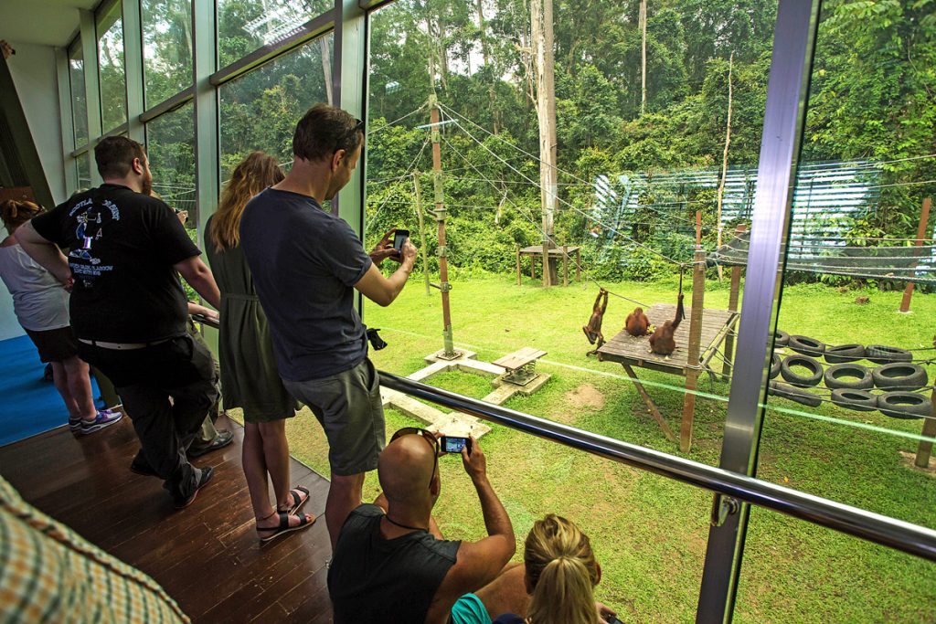 Tourists taking looking at a group of Orangutans at the Sunbear Rehabilitation Center