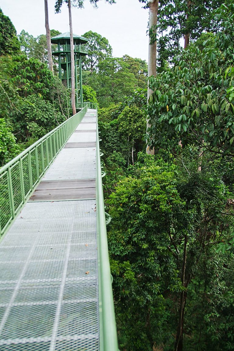 Rainforest Discovery Center canopy walk