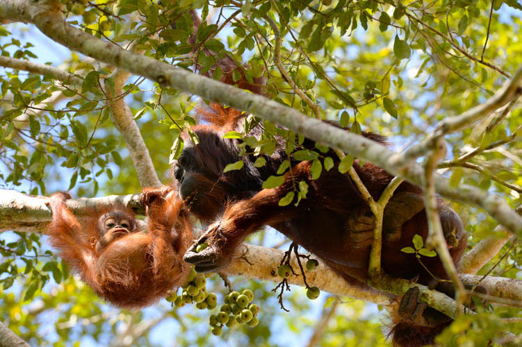 Sukau Rainforest Lodge resident orang utan Lucky and her son, Day