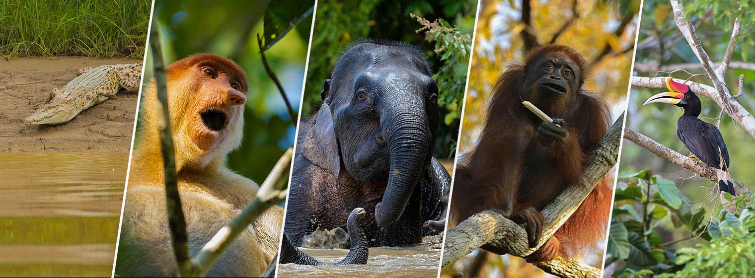 Borneo Big 5, crocodile, Proboscis monkey, Pygmy elephant, Orang Utan, and Hornbill
