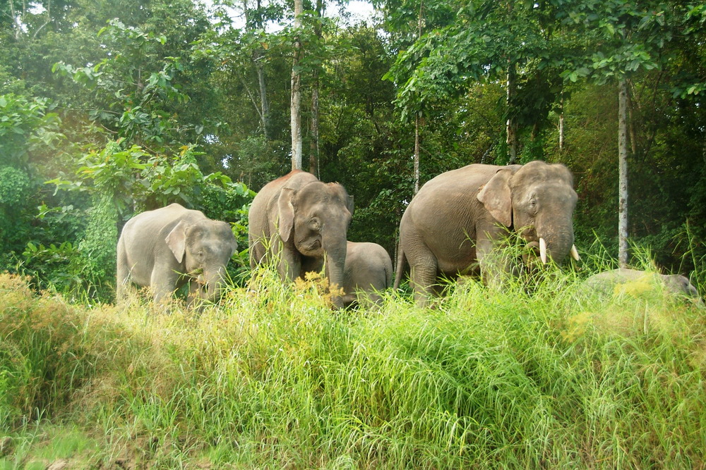 A group of Borneo Pygmy Elephant walking through the Sukau forest