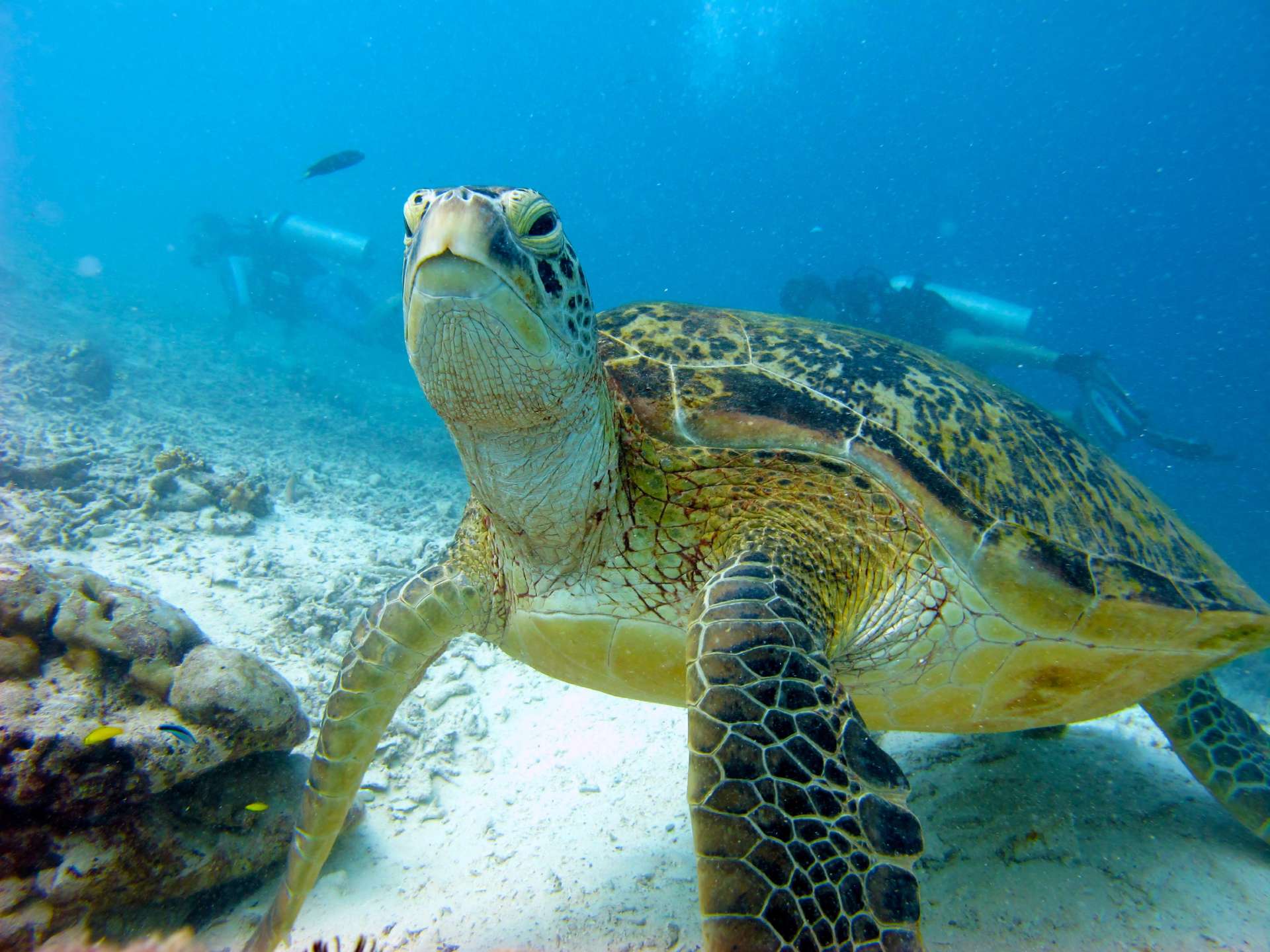 Green Turtle pictured up close by divers during a dive