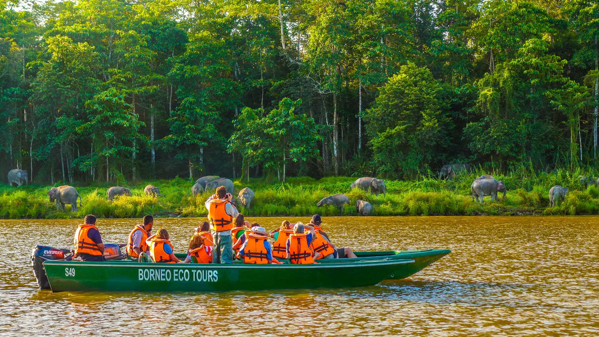 A group of guests sighting Pygmy elephants while on a river cruise