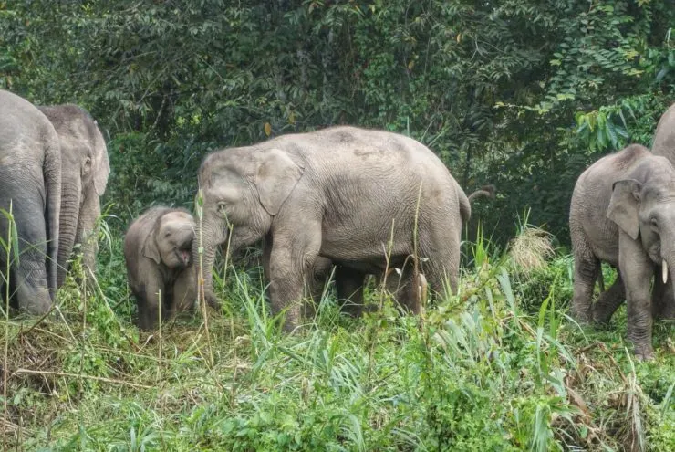 A group of pygmy elephants on eating on a grass field