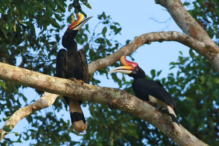 Hornbills: From One Of The Largest Island In The World
